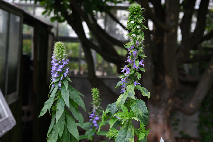 Lobelia siphilitica 'Blue Select' (Blue Cardinal Flower)