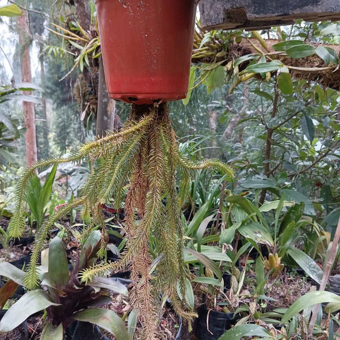 Lycopodium Foxtail (Large)