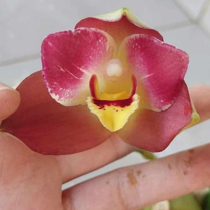 Lysudamuloa Red Jewel 'Hilo Girl'