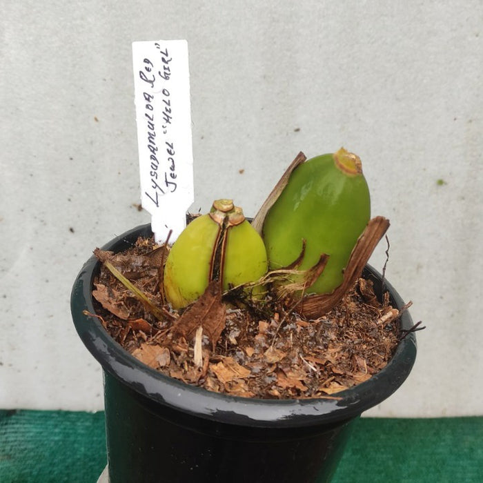 Lysudamuloa Red Jewel 'Hilo Girl'