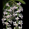 Macropodanthus alatus