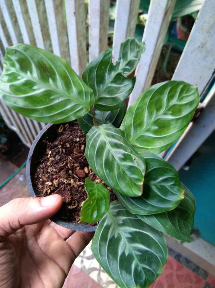 Maranta Cat Moustache