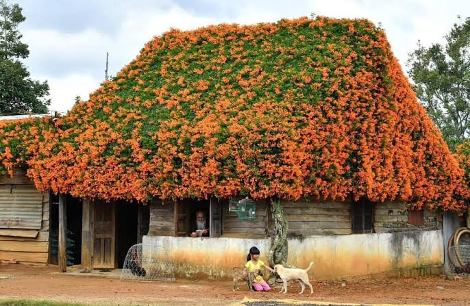 mix variety Creeper Plant / Flowering vine /Outdoor plants