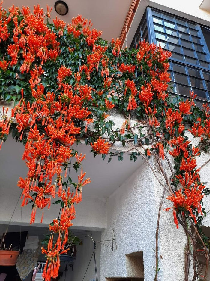 mix variety Creeper Plant / Flowering vine /Outdoor plants