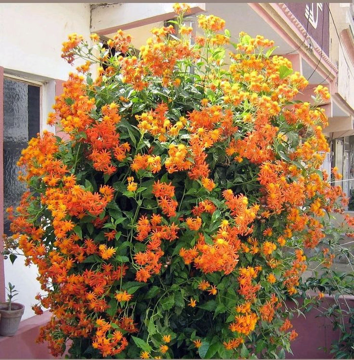 mix variety Creeper Plant / Flowering vine /Outdoor plants