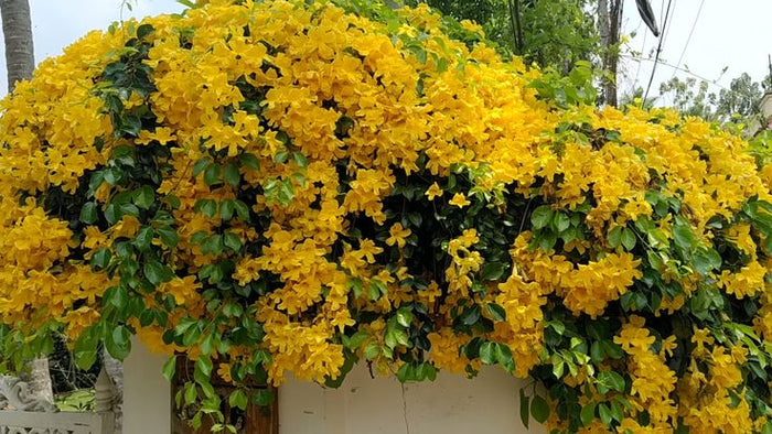 mix variety Creeper Plant / Flowering vine /Outdoor plants