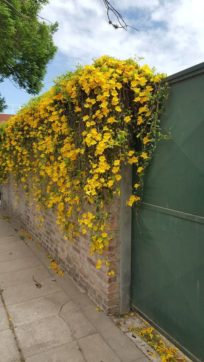 mix variety Creeper Plant / Flowering vine /Outdoor plants