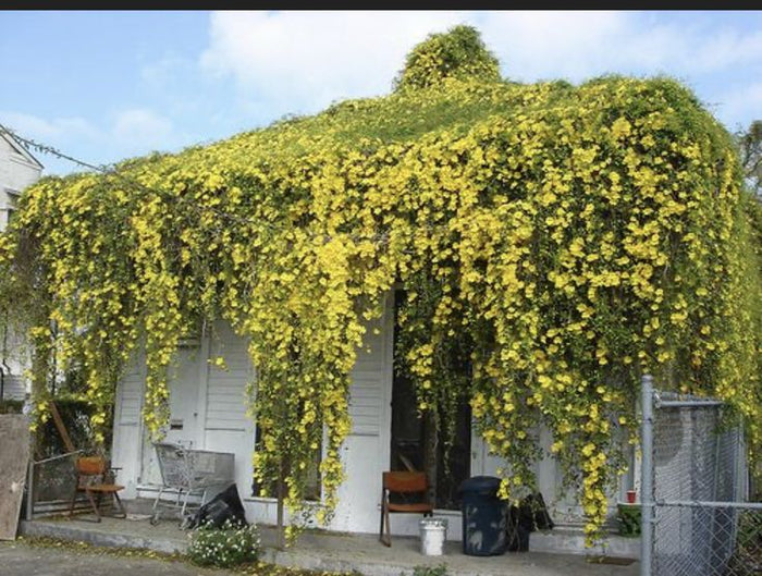 mix variety Creeper Plant / Flowering vine /Outdoor plants