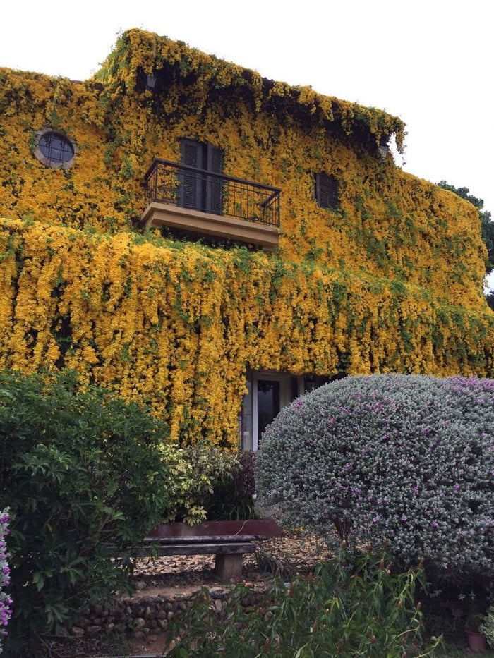 mix variety Creeper Plant / Flowering vine /Outdoor plants
