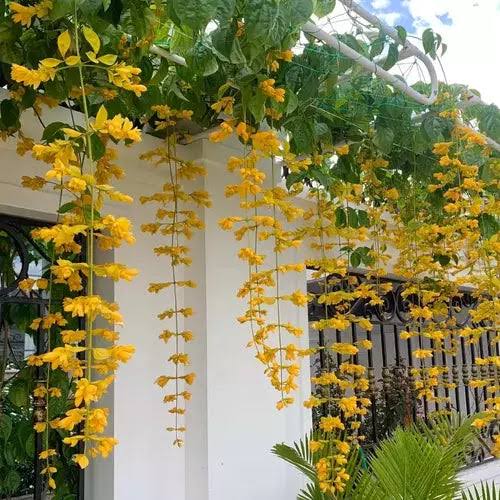 mix variety Creeper Plant / Flowering vine /Outdoor plants