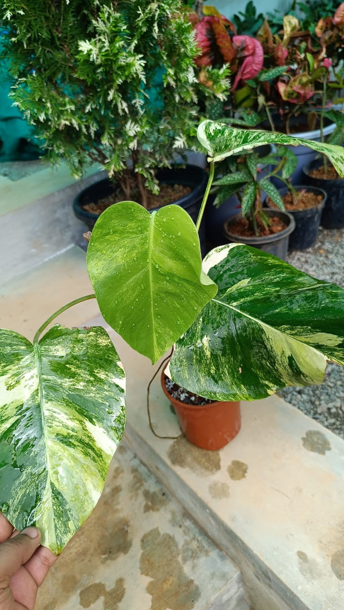 Monstera albo/Rare plant/mostra albo