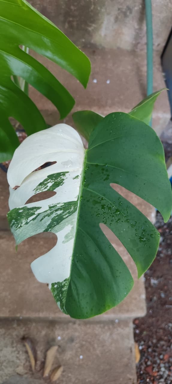 Monstera albo/Rare plant/mostra albo