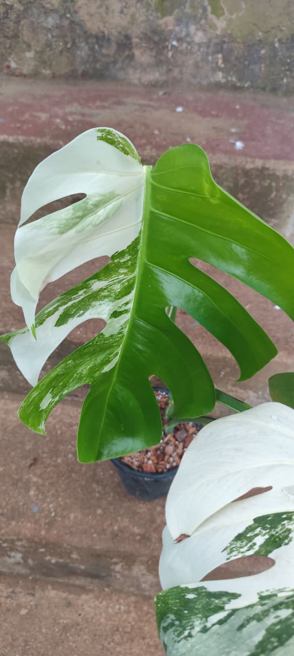Monstera albo/Rare plant/mostra albo