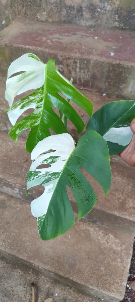 Monstera albo/Rare plant/mostra albo