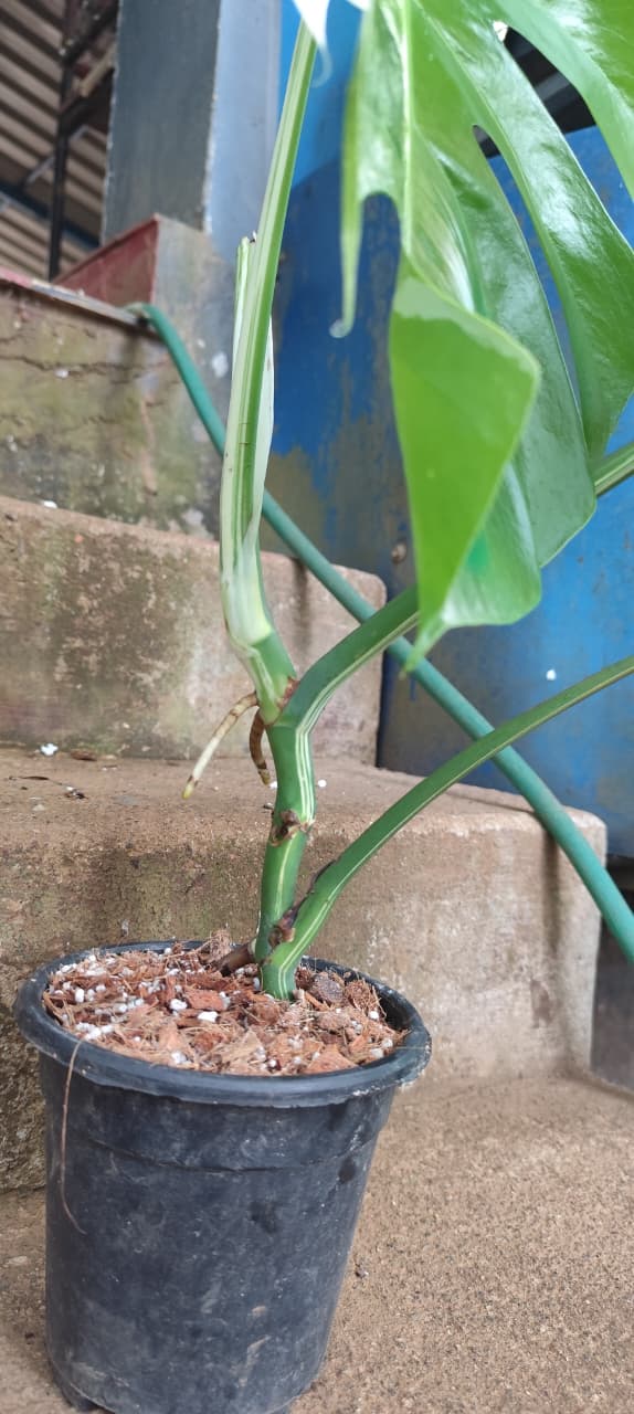 Monstera albo/Rare plant/mostra albo