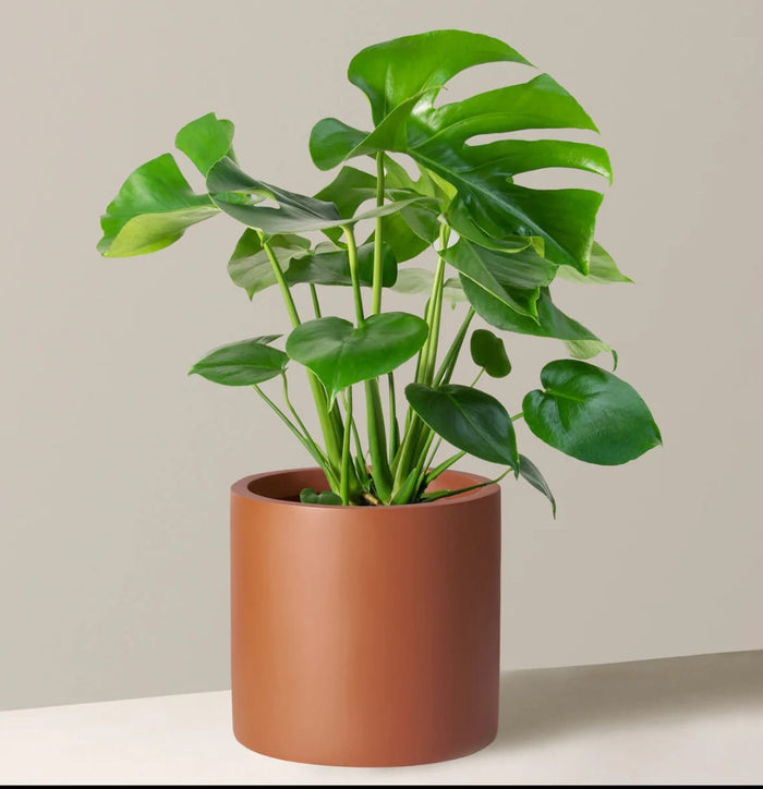 Monstera  deliciosa