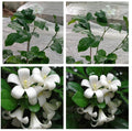 Murraya Paniculata flowering plants