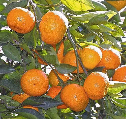 Musambi fruit plant