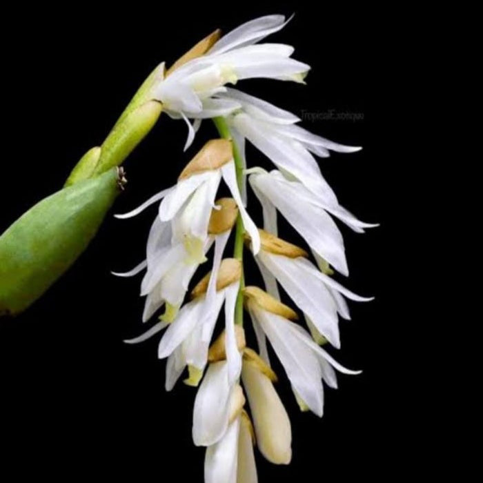 Neogyna gardneriana
