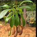 Nepenthes alata - Pitcher plant – Wild Willy's Plants and Flowers