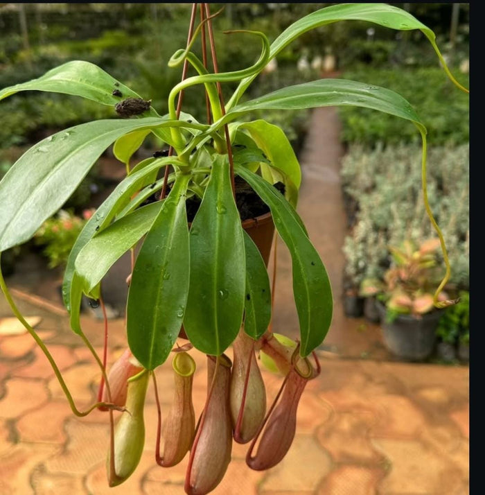 Nepenthes alata - Pitcher plant – Wild Willy's Plants and Flowers