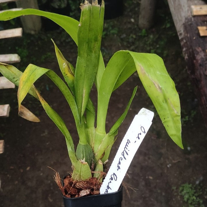 Odcdm. Wildcat 'Rainbow'