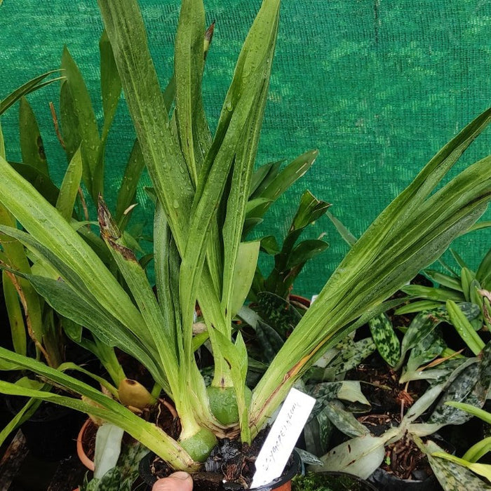 Oncidium Hwuluduen Nova 'Red Cherry'