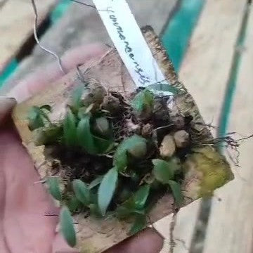 Panisea Yunnanensis