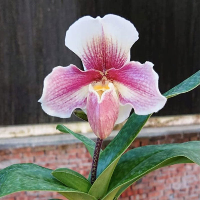 Paph. Niveum x Cocoa Sparkling Hunting