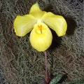 Paphiopedilum Armeniacum