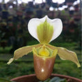 Paphiopedilum Barbigerum