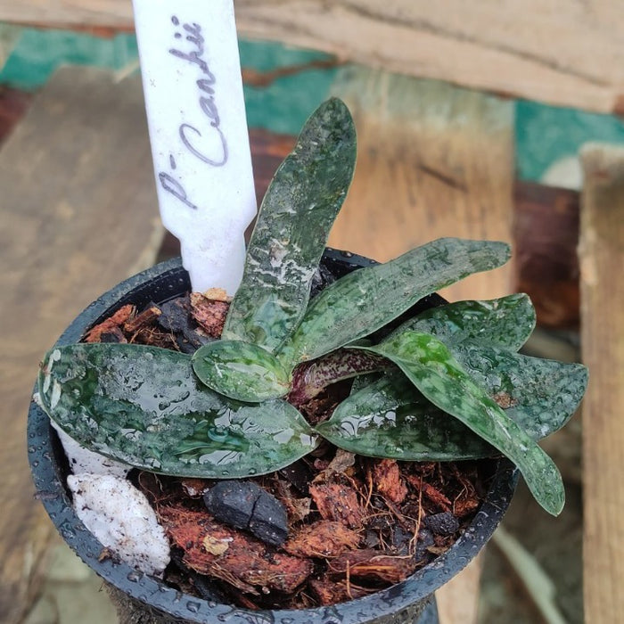 Paphiopedilum canhii