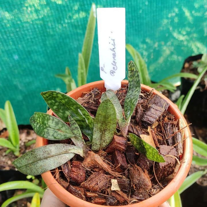 Paphiopedilum Delenatii