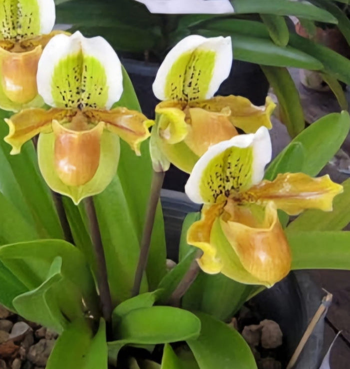 Paphiopedilum Exul