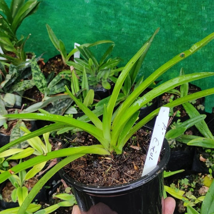 Paphiopedilum Exul