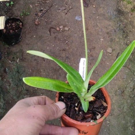 Paphiopedilum ferrianum