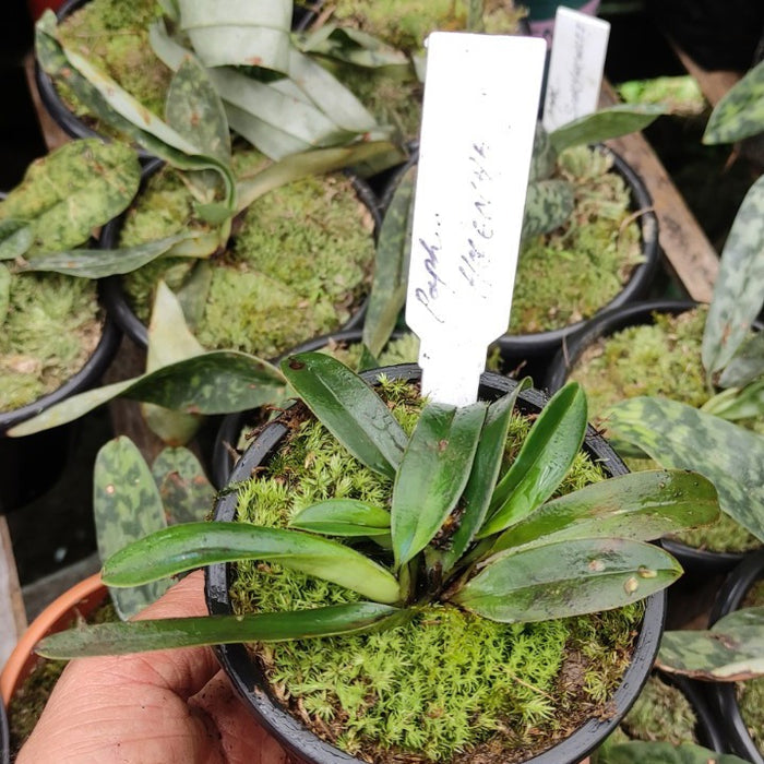 Paphiopedilum Helenae