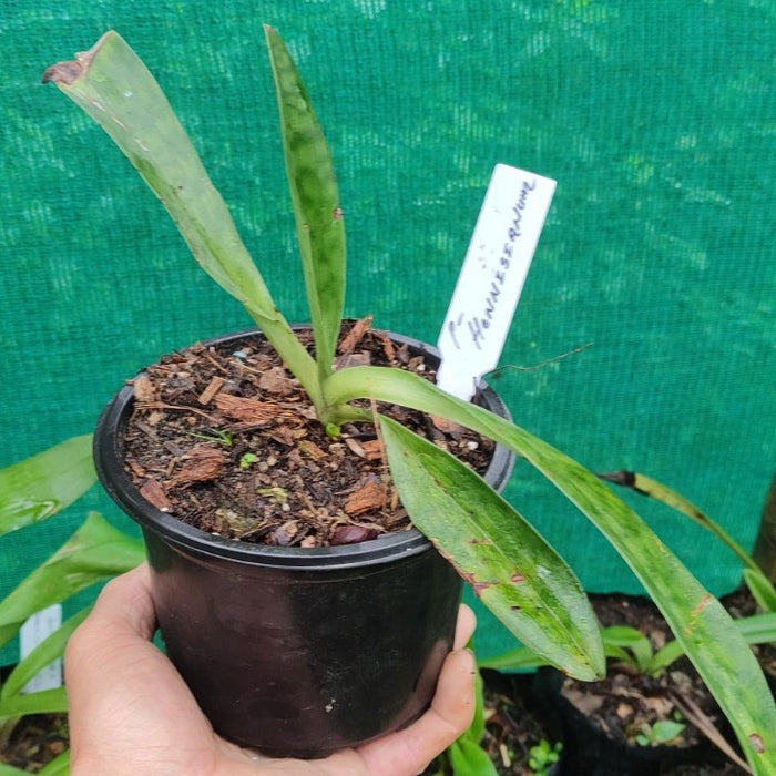 Paphiopedilum Hennisianum