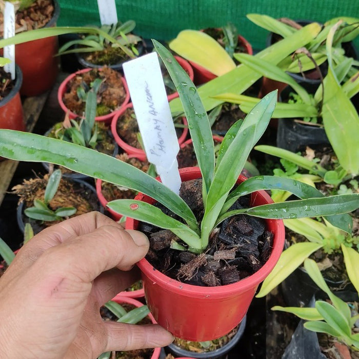 Paphiopedilum Henryanum