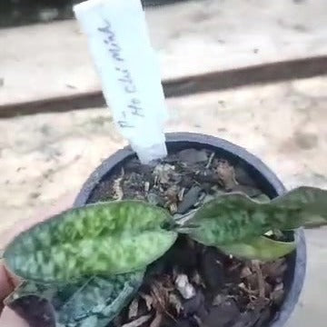 Paphiopedilum Ho Chi Minh