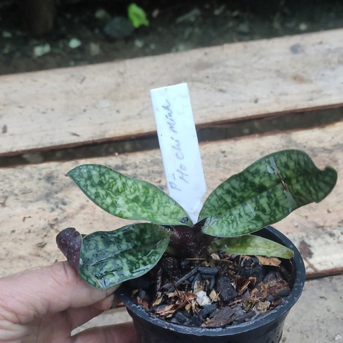 Paphiopedilum Ho Chi Minh