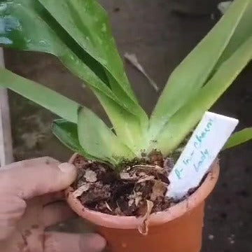 Paphiopedilum In-Charm Lady