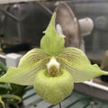 Paphiopedilum Jackii