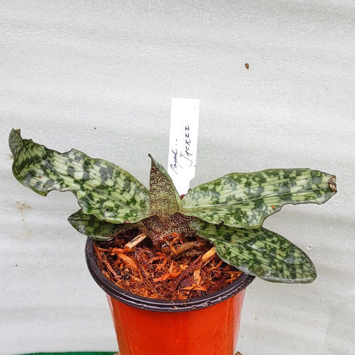 Paphiopedilum Jackii