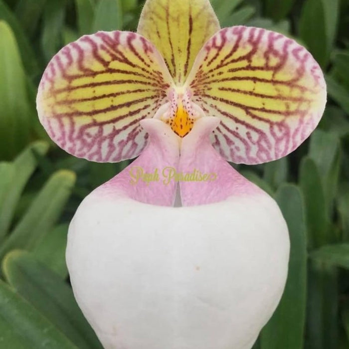 Paphiopedilum micranthum var. eburneum (Blooming Sized Plant)
