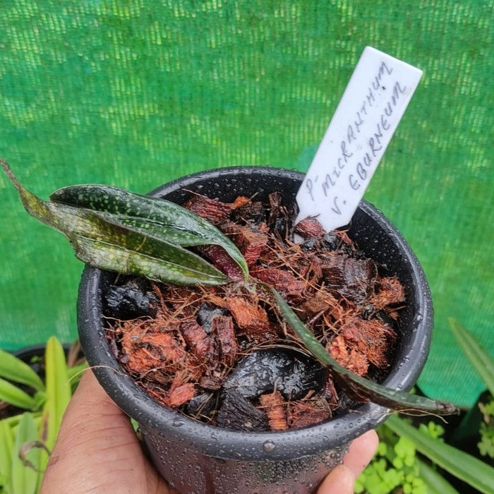 Paphiopedilum micranthum var. eburneum (Blooming Sized Plant)