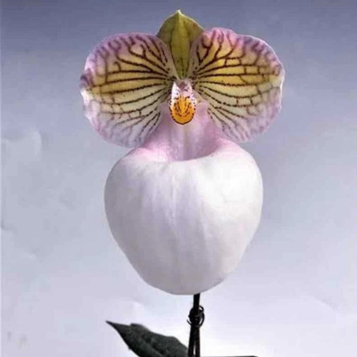 Paphiopedilum Micranthum Var Eburneum