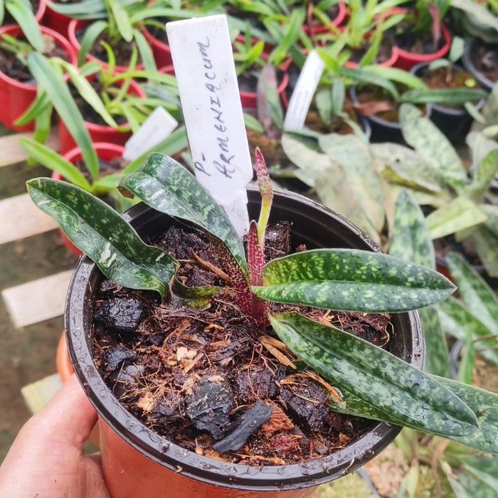 Paphiopedilum Niveum