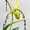 Paphiopedilum Parishii