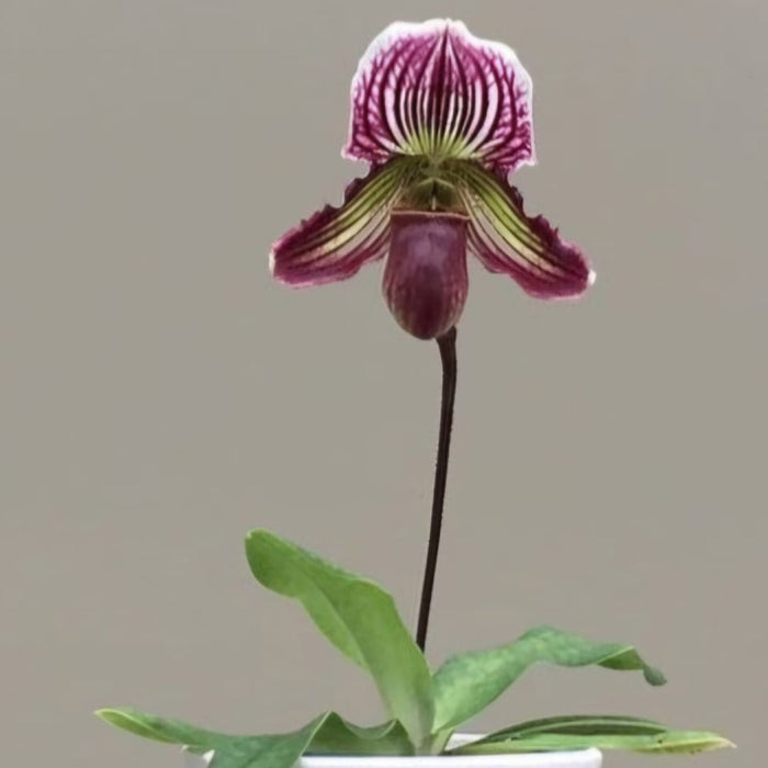 Paphiopedilum Purpuratum